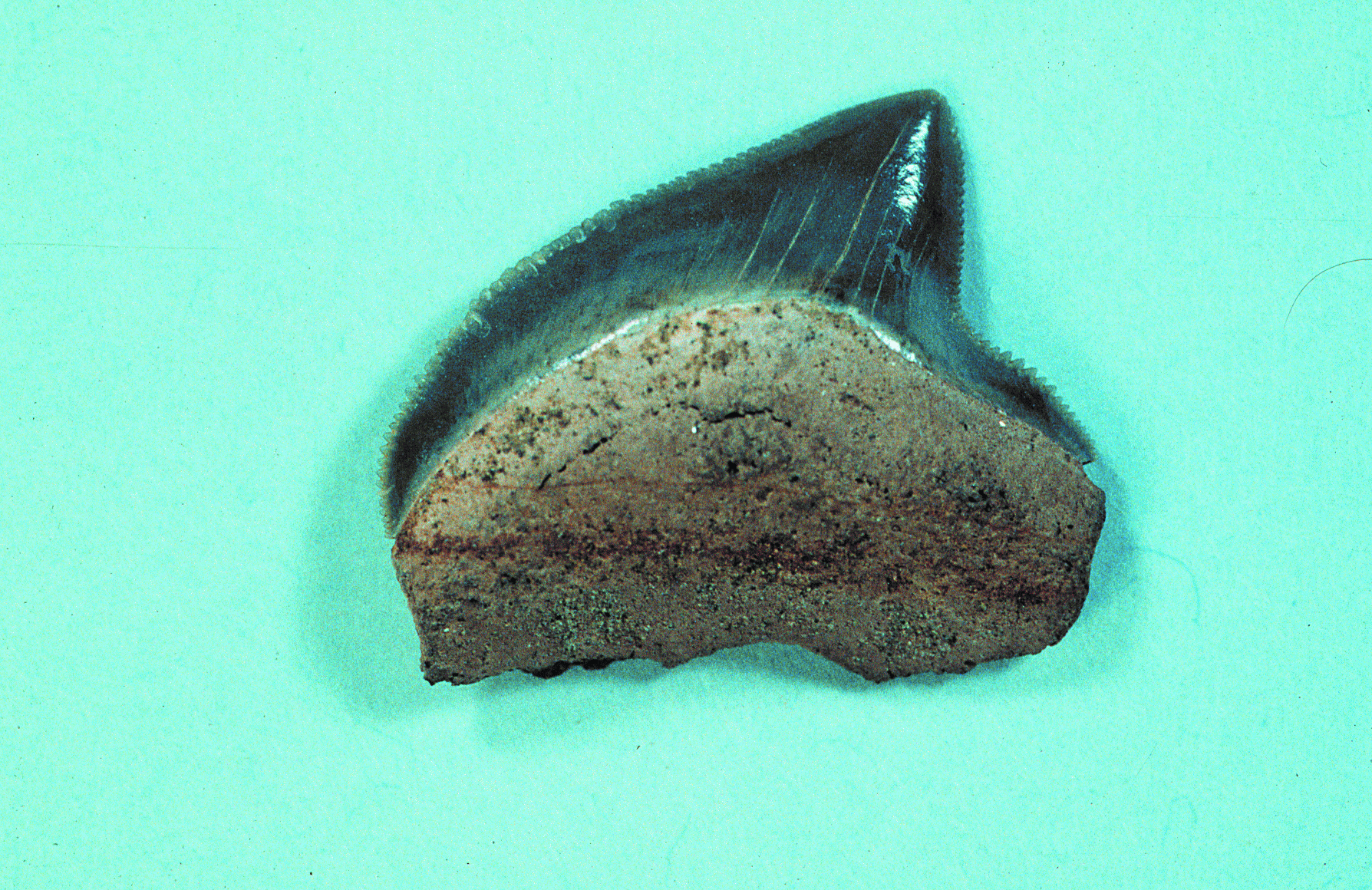 Squalicorax pristodontus